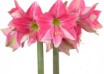 hippeastrum Eon (1)